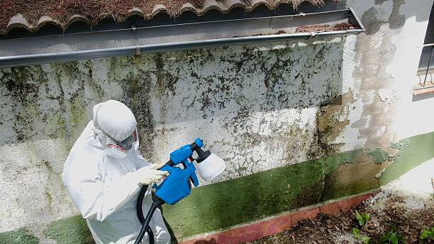 Top rated local Mold Cleanup specialists in Richmond, IL